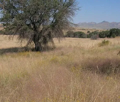 plains lovegrass: eragrostis intermedia, a New World species of tall grass