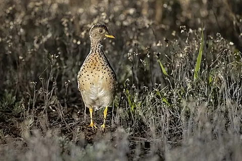plains-wanderer: pedionomus torquatus, a small quail-like bird in the monotypic family Pedionomidae, endemic to...