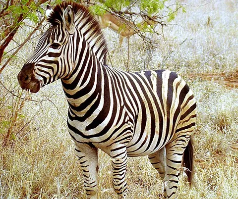 plains zebra: the most common species of zebra, Equus quagga (formerly Equus burchellii)