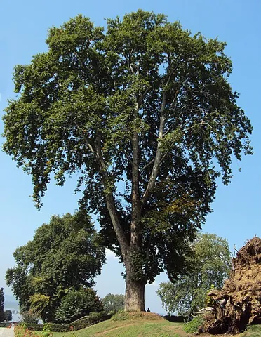 plane tree: any of various trees of the genus Platanus