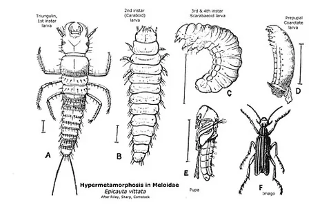 planidium: the first-instar larva of any species of parasitoidal insect in which the life cycle is an example...