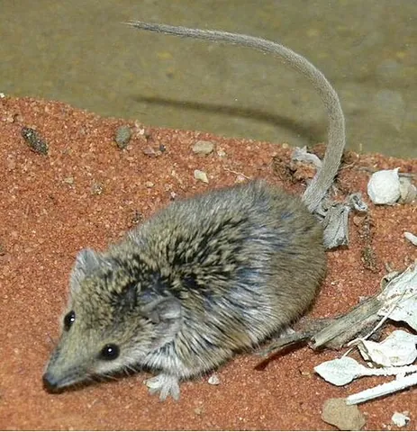 planigale: any species of the genus Planigale of small insectivorous marsupials endemic to Australia and New...
