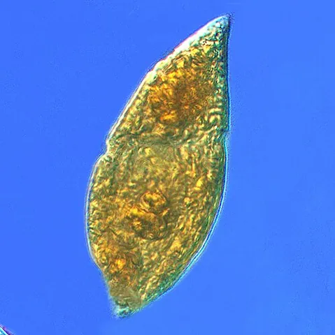 plankter: a single organism of plankton