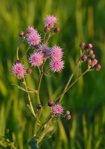 plant: an organism that is not an animal, especially an organism capable of photosynthesis, and typically...