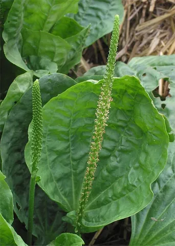 plantain: any plant of the genus Plantago, with a rosette of sessile leaves about 10 cm (4") long with a...