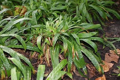 plantainleaf sedge: carex plantaginea (in Carex subg. Carex), growing in meadows in the eastern US