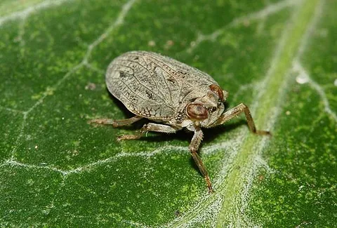planthopper: any of many insects, of superfamily Fulgoroidea, that bear a remarkable resemblance to leaves and...