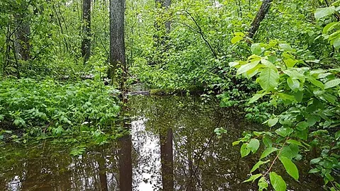 plash: a small pool of standing water; a marshy pond; also, a puddle; (uncountable) marshy land; mire