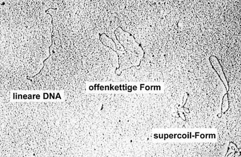 plasmid: a loop of double-stranded DNA that is separate from — and replicates independently of — the...