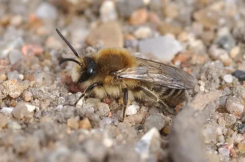 plasterer bee: any bee of the subfamily Colletinae, solitary bees that secrete a substance from their mouthparts...