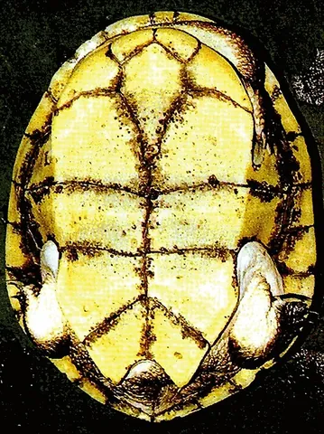 plastron: the nearly flat part of the shell structure of a tortoise or other animal, similar in composition...