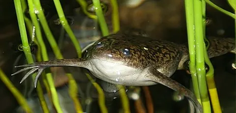 platanna: any of several clawed frogs of the genus Xenopus which spend most of their time in water and rarely...