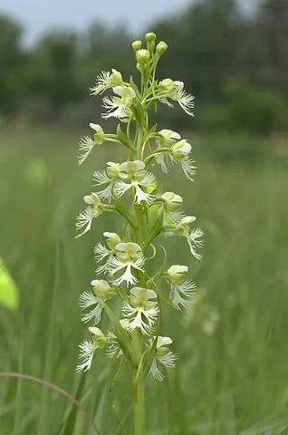 platanthera: any orchid of the genus Platanthera