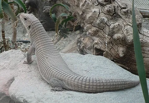 plated lizard: a lizard from the family Gerrhosauridae, native to Africa