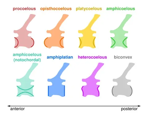 platycoelous: flat at the anterior and concave at the posterior end; said of the centra of the vertebrae of some...