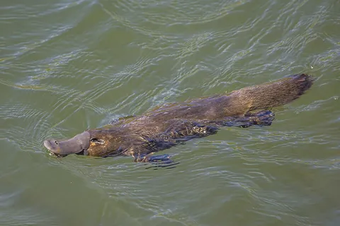platypus: a semiaquatic monotreme from eastern Australia with a bill resembling that of a duck, that has a...