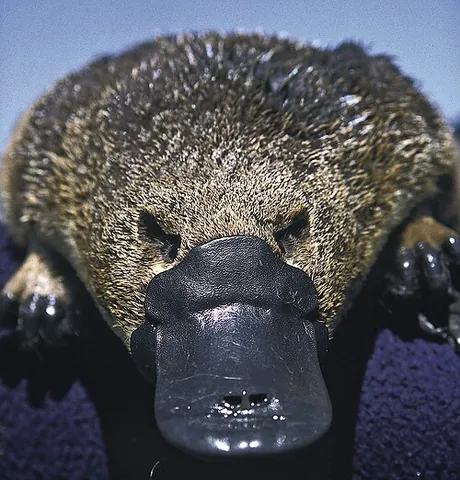 platypusary: a place where platypuses are nurtured
