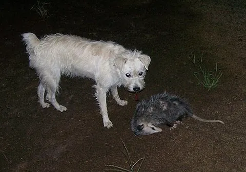 play possum: to feign death; to remain quiet and still to escape attention or remain undetected; to lie low