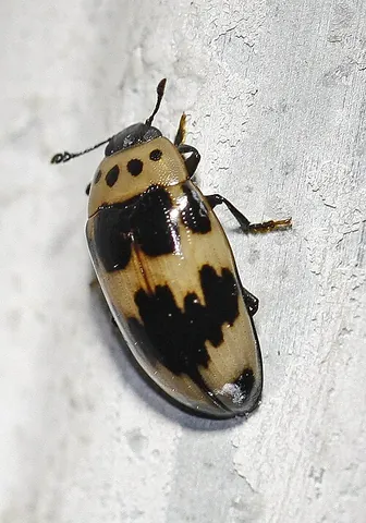 pleasing fungus beetle: any of the fungus beetles of the family Erotylidae