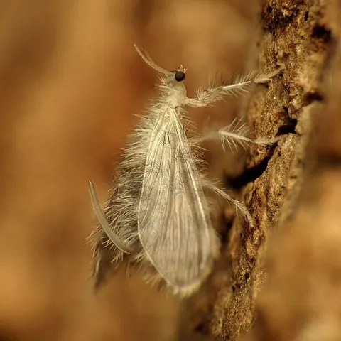 pleasing lacewing: any insect of the family Dilaridae