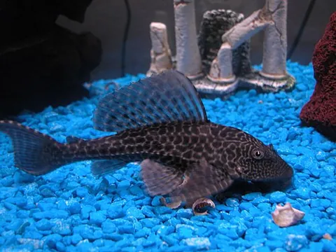 pleco: any of several tropical American fish, of the family Loricariidae, popular in aquaria for their...