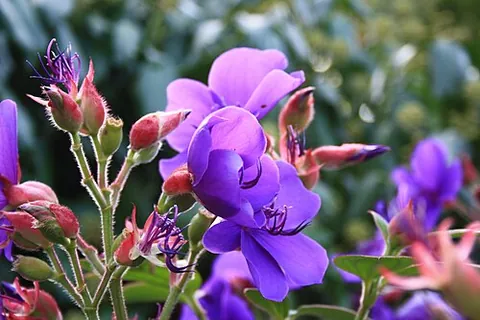pleroma: a plant of the genus Pleroma