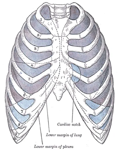 pleural cavity: the part of the thoracic cavity that surrounds the lungs and is enclosed by the pleurae