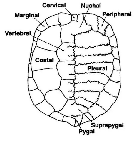 pleural: of, relating to, or affecting the pleura, or the sides of the thorax