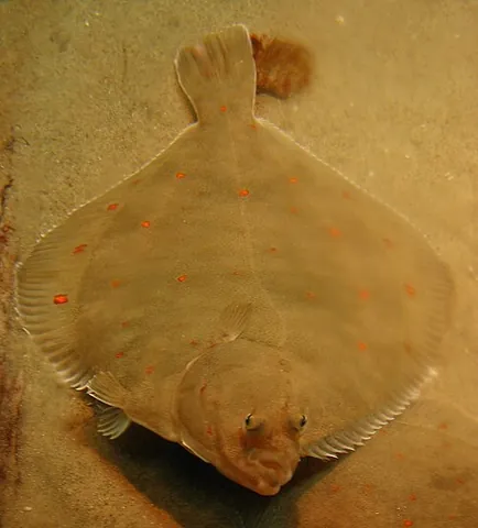 pleuronectid: any species of the family Pleuronectidae