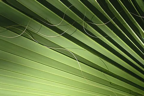 plicate: folded multiple times lengthwise like a fan, usually lending stiffness to a flat structure such as...