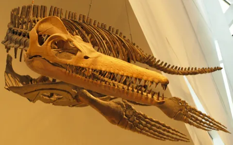 pliosaur: any plesiosaur in the suborder †Pliosauroidea, known from the earliest Jurassic to early Late...