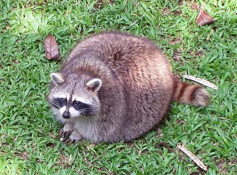 plompy: of an animal, adorably chubby, fat, plump; chonk