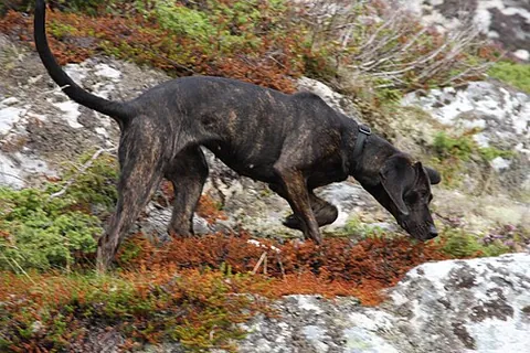 plott hound: a large scent hound, originally bred for hunting bears