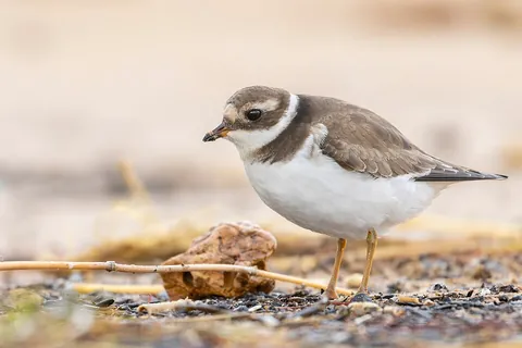 plover: any of various wading birds of the subfamily Charadriinae