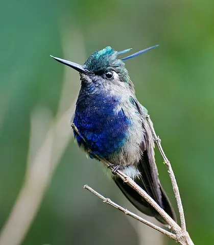 plovercrest: a hummingbird of the genus Stephanoxis, native to Argentina, Brazil and Paraguay