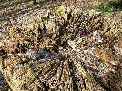 plucking post: a raised structure such as a tree stump which is used regularly by a bird of prey to dismember its...