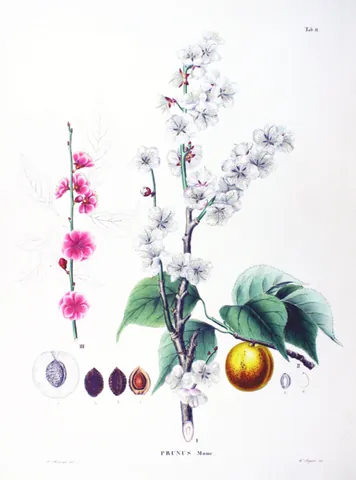 plum blossom: a tree, Prunus mume, native to East Asia bearing an apricotlike fruit