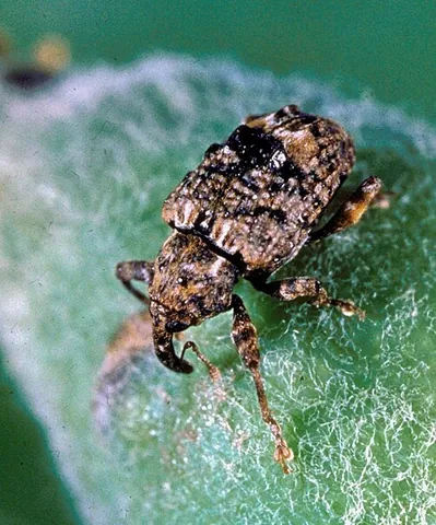 plum curculio: a weevil of species Conotrachelus nenuphar, native to parts of North America, notorious for...