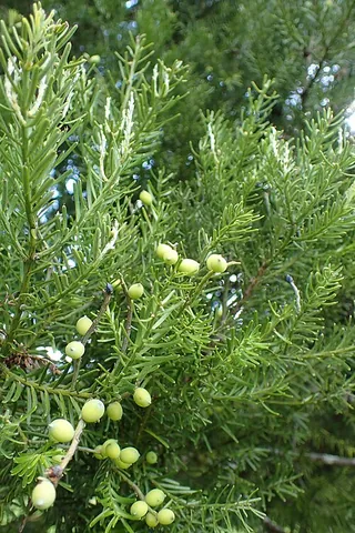 plum pine: any of a number of plants in the family Podocarpaceae which have plumlike fruits and narrow leaves...