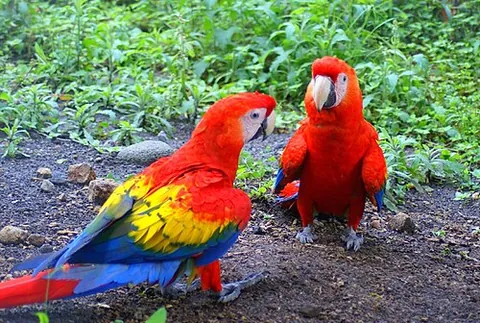 plumage: the feathers covering the body of a bird collectively