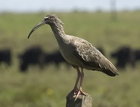 plumbeous ibis: any member of the species Theristicus caerulescens of South American ibise