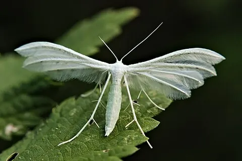 plume moth: any one of numerous small, slender moths, belonging to the family Pterophoridae, most of which have...