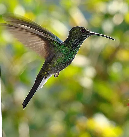 plumeleteer: either of two hummingbird species in the genus Chalybura