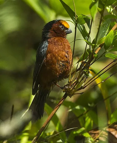 plushcap: a bird of the species Catamblyrhynchus diadema, native to the Andes
