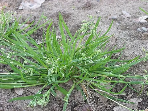 poa: any grass of the genus Poa, especially Poa annua
