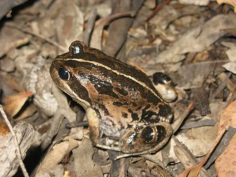 pobblebonk: any of various Australian frogs of the genus Limnodynastes