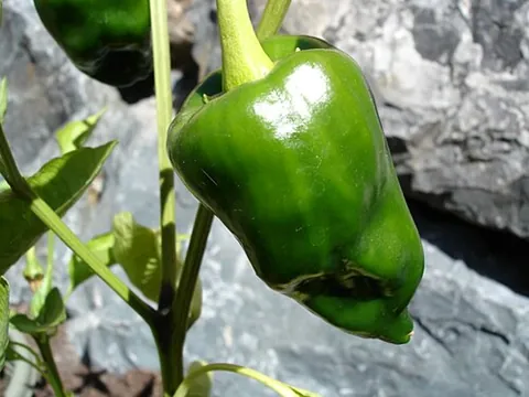 poblano: a mild green chile pepper native to Mexico; when dried, the chilis are called anchos or chiles...