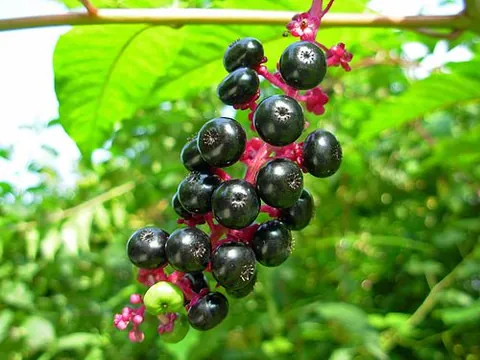 pocan: the poke, Phytolacca americana (formerly Phytolacca decandra)