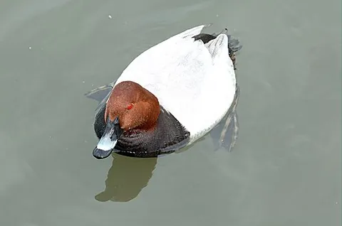 pochard: any of various diving ducks of the subfamily Aythyinae (genera Aythya and Netta), especially the...
