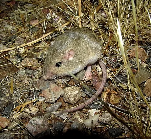 pocket mouse: perognathus species